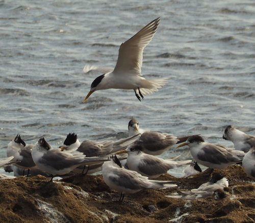 iNaturalist image