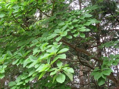 Clethra barbinervis