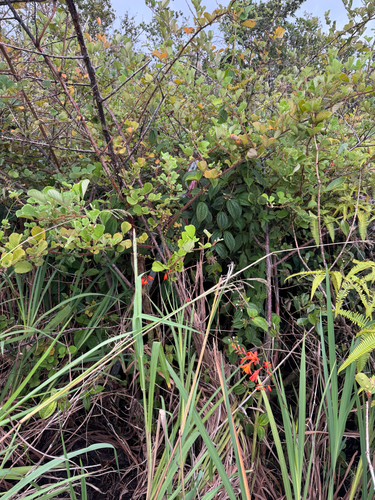 Rubus ellipticus observed 2026-09-06