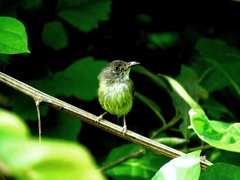 Oncostoma cinereigulare