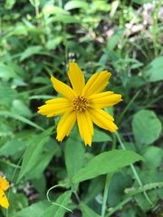 Coreopsis auriculata