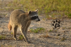 Procyon pygmaeus