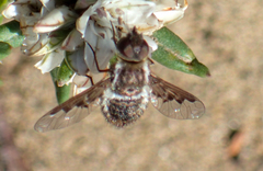 Hemipenthes edwardsii