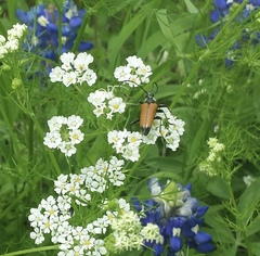 Trigonarthris atrata