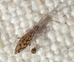 Entomobrya katzi