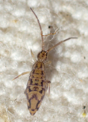 Entomobrya katzi