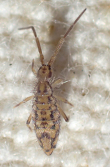 Entomobrya katzi