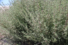 Frankenia salina