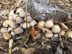 Micacei