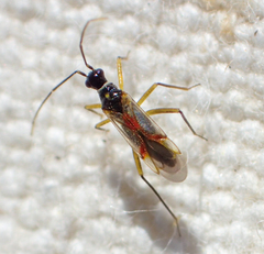 Tupiocoris californicus