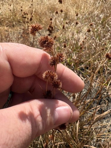 Juncus acuminatus observed 2026-09-06
