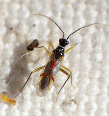 Tupiocoris californicus