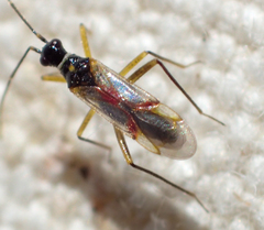 Tupiocoris californicus