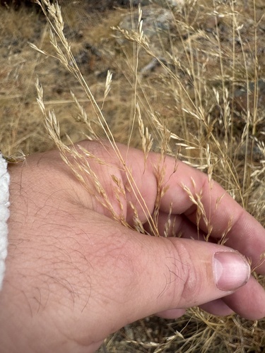 Deschampsia danthonioides, 2026-09-06