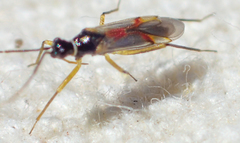 Tupiocoris californicus