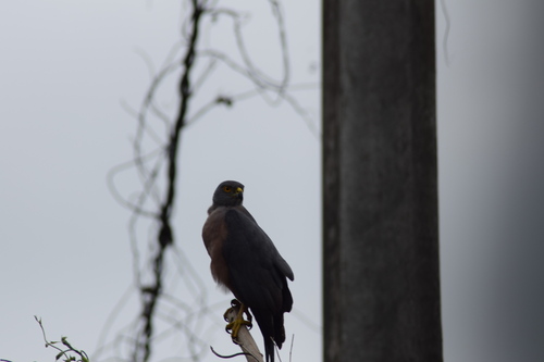 Fiji Goshawk