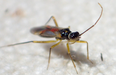 Tupiocoris californicus