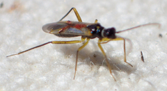 Tupiocoris californicus