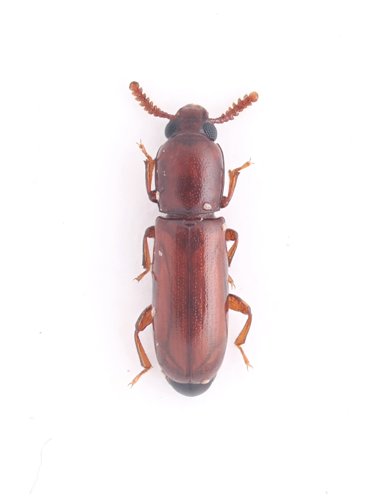 Corticeus analis