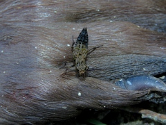 Ontholestes murinus
