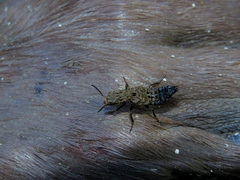 Ontholestes murinus
