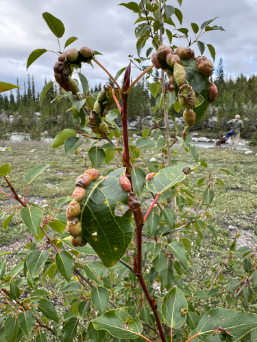 Bead-like Cottonwood Gall aphid