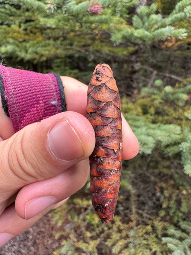 white spruce