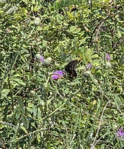 Spicebush Swallowtail