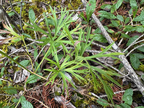 Cutleaf Anemone