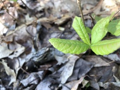 Rhododendron prinophyllum