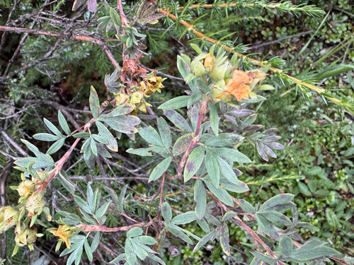 shrubby cinquefoil