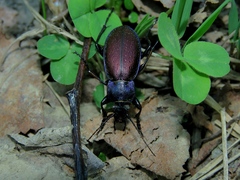 Carabus regalis