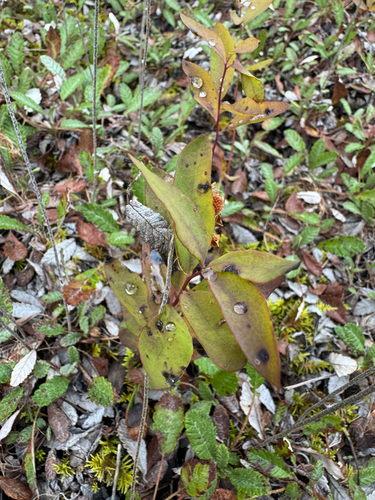 Northern Comandra