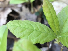 Rhododendron prinophyllum