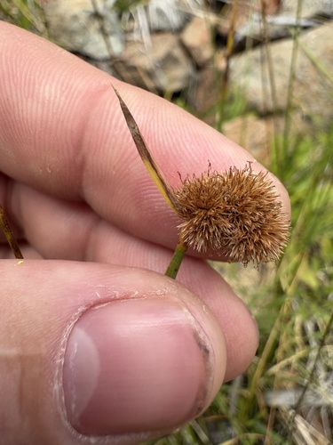 Carex athrostachya observed 2026-09-06