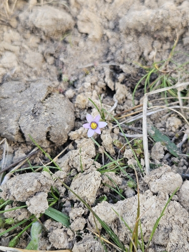 Small-flowered onion grass