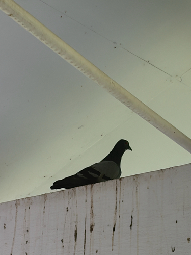 Feral Pigeon