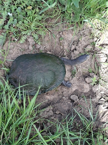 Eastern Snake-necked Turtle