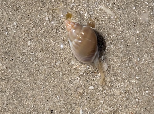 Nassarius coronatus observed 2026-09-07