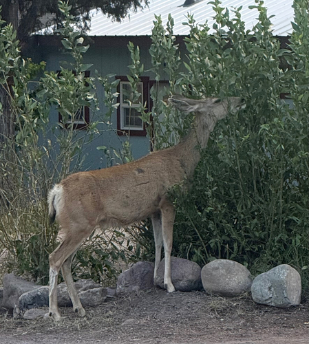 Mule Deer