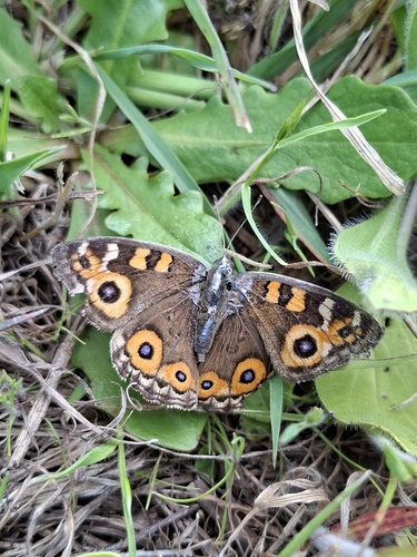 Meadow Argus