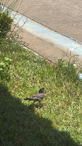 Common Myna