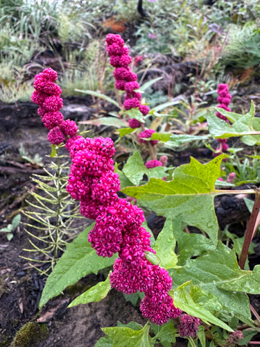 Blitum capitatum, photograph 4