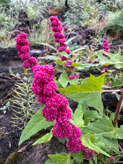 Blitum capitatum, photograph (c) Caleb Catto, some rights reserved (CC BY)