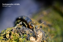 Scolopendra viridis