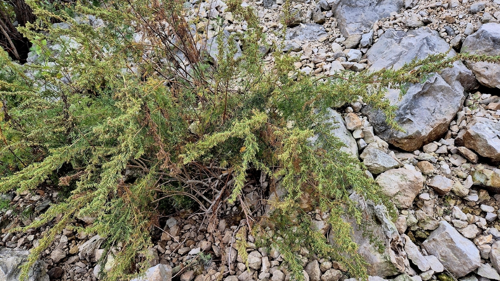 Artemisia abrotanum; photograph (c) Анна Митрошенкова, some rights reserved (CC BY)
