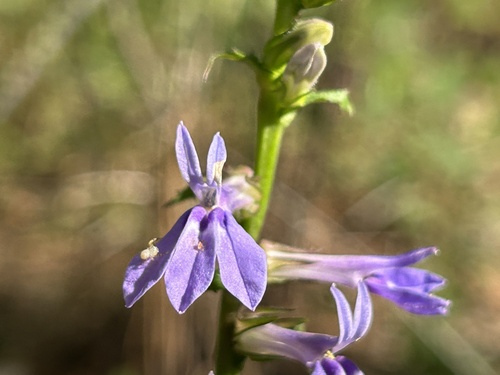 downy lobelia