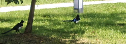 Oriental Magpie
