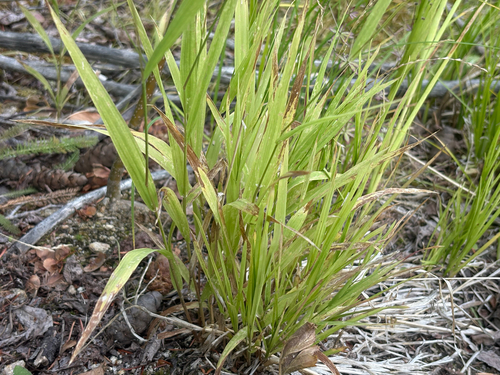 Cinna latifolia observed 2026-09-06