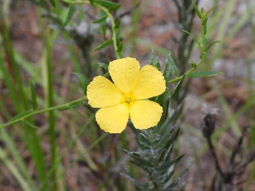 Piriqueta cistoides, photograph 5